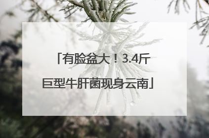 有脸盆大！3.4斤巨型牛肝菌现身云南
